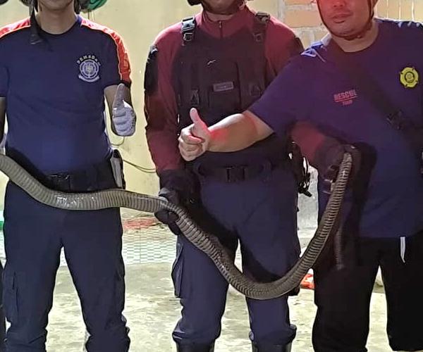 Damkar Sat Pol PP Provinsi Evakuasi King Cobra dari Rumah Warga