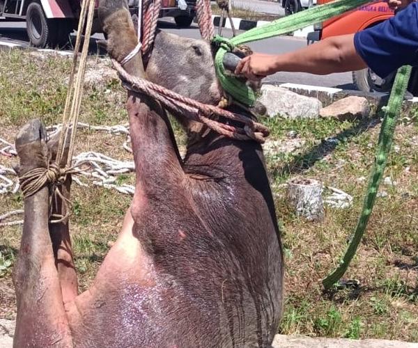 Damkar Provinsi Babel Bersama Tim Gabungan Berhasil Evakuasi Kerbau Terjebak di Saluran Air Bandara Depati Amir