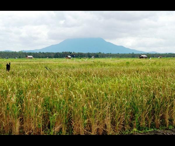 BPS Babel Bakal Gelar Sensus Pertanian